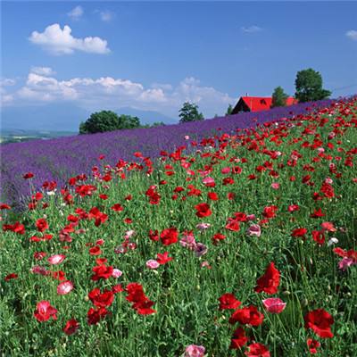 半岛综合app官网登录截图